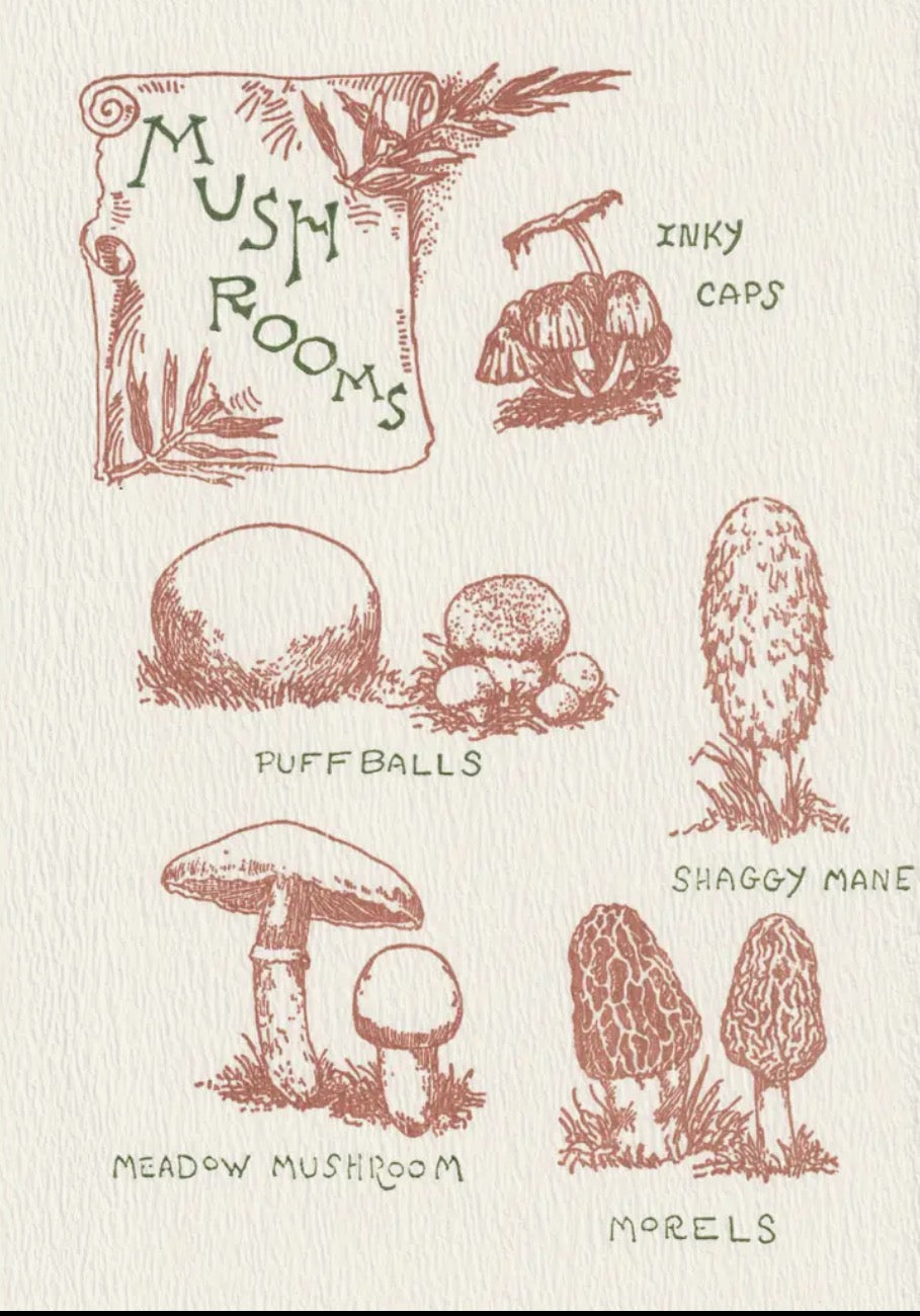 Saturn Press Mushroom Guide Blank Card